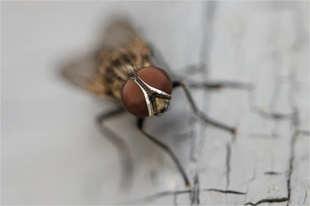 Detail Fly Macro Number 2