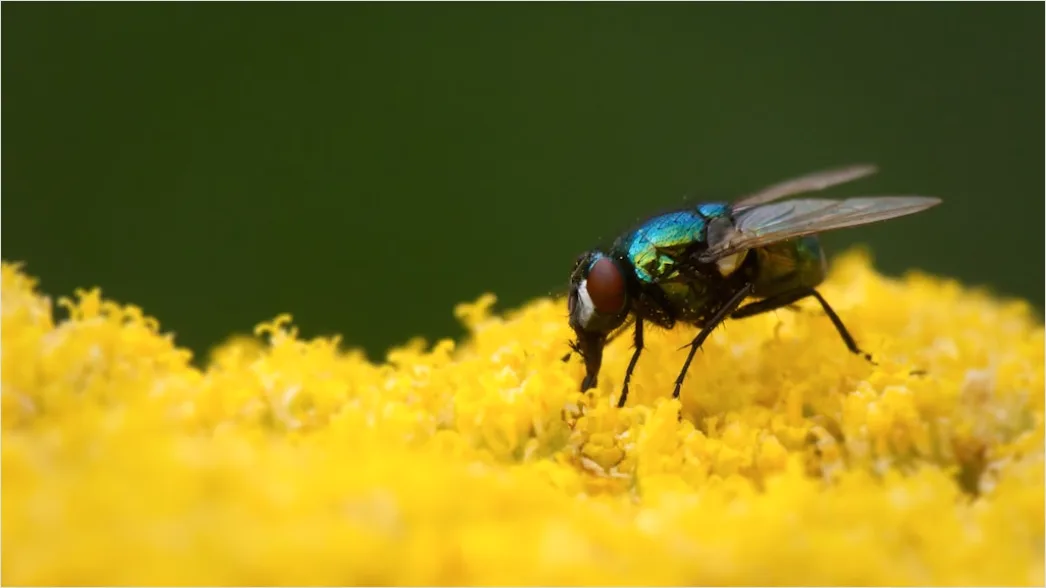 Detail Fly Macro Number 11