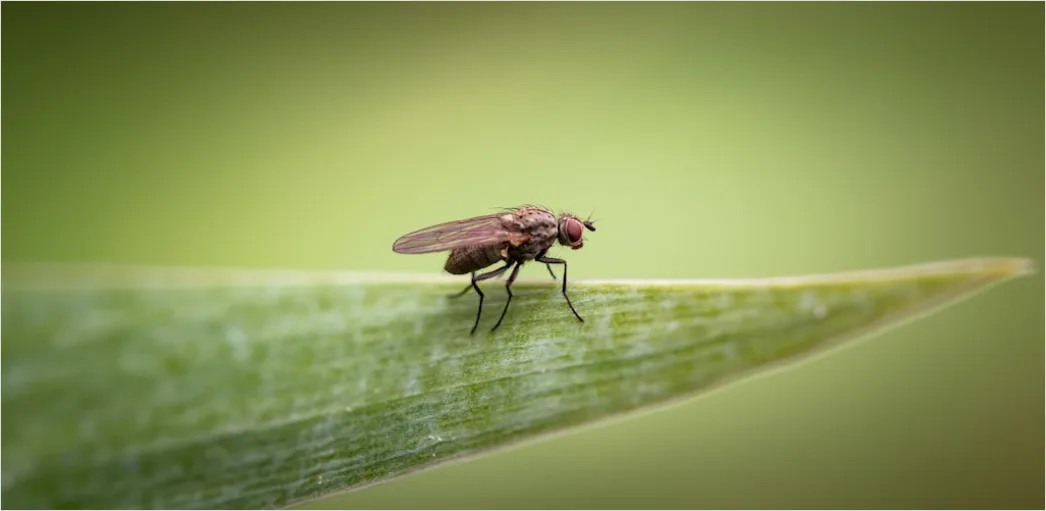 Detail Fly Macro Number 12