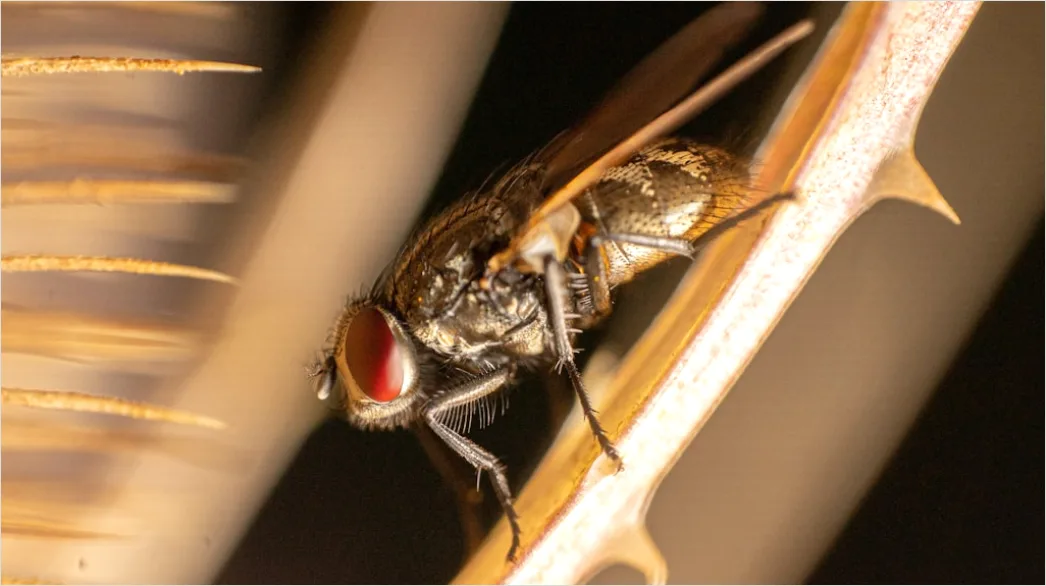 Detail Fly Macro Number 13