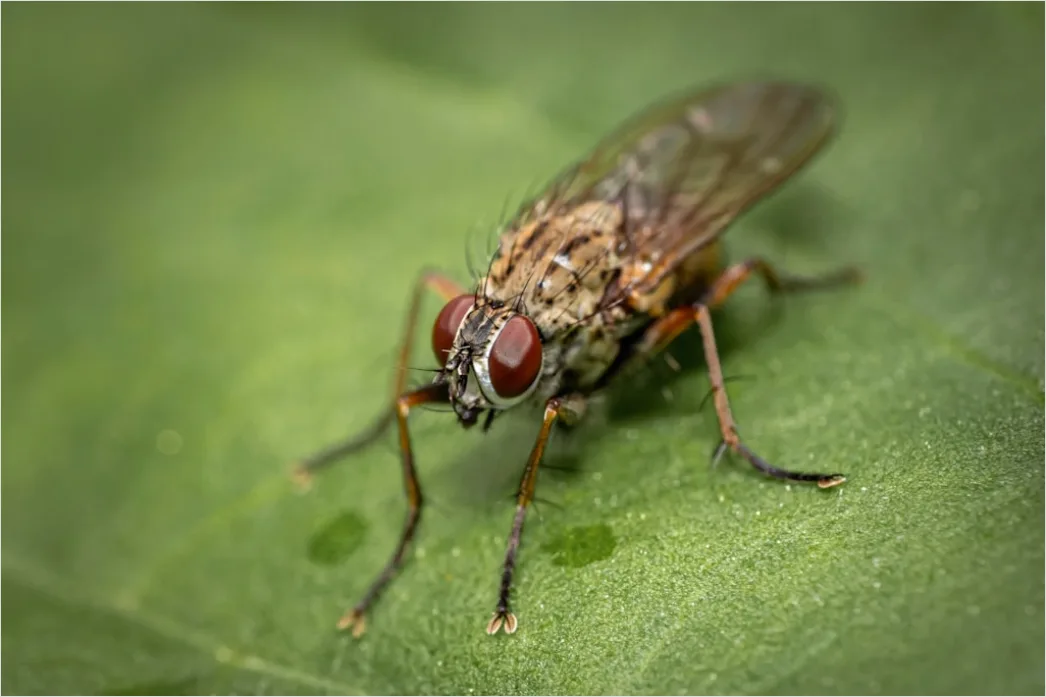 Detail Fly Macro Number 14