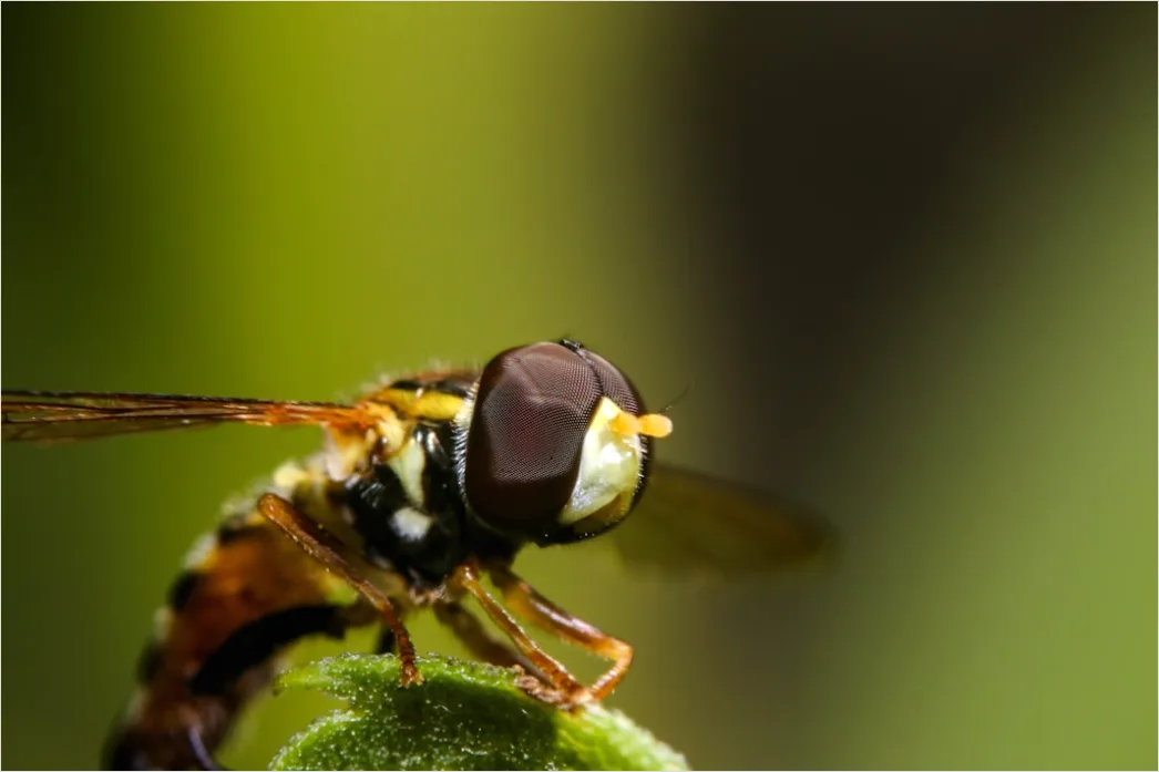 Detail Fly Macro Number 15