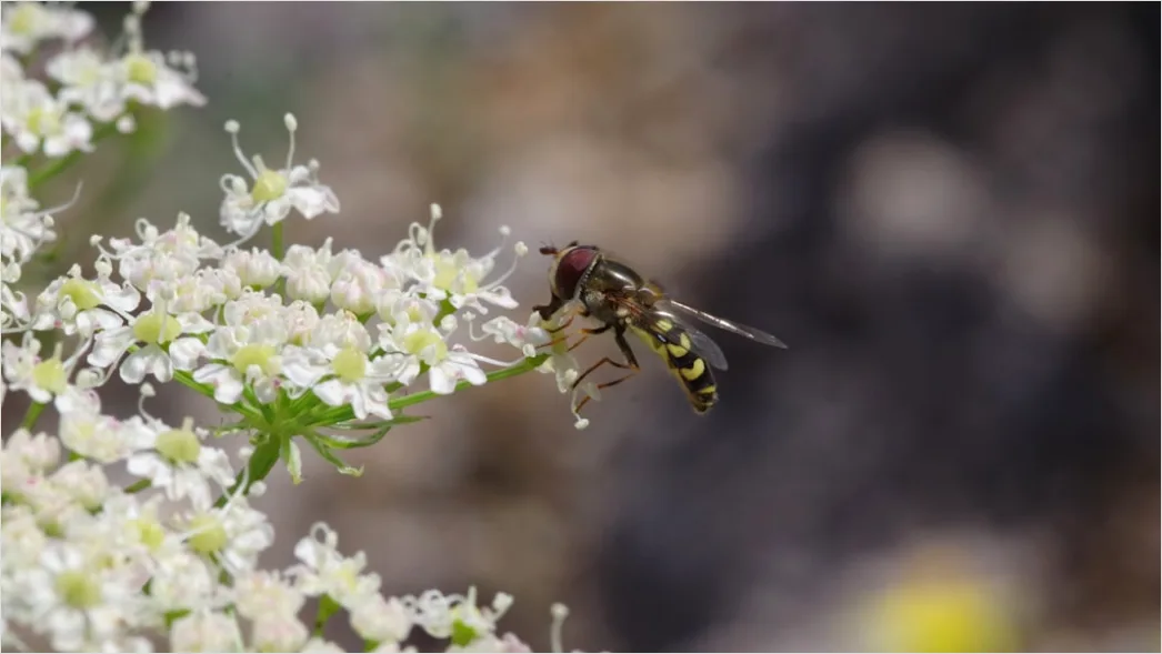 Detail Fly Macro Number 16