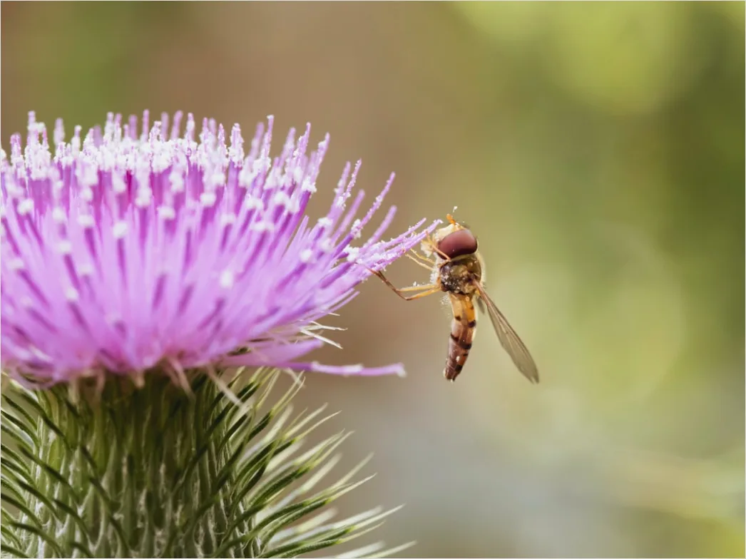 Detail Fly Macro Number 17