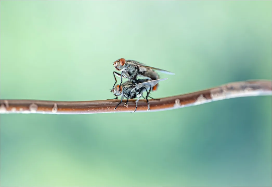 Detail Fly Macro Number 18