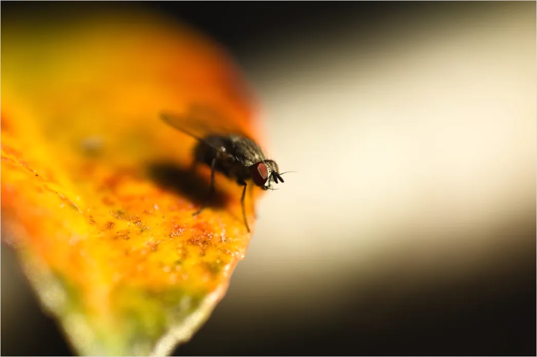Detail Fly Macro Number 19