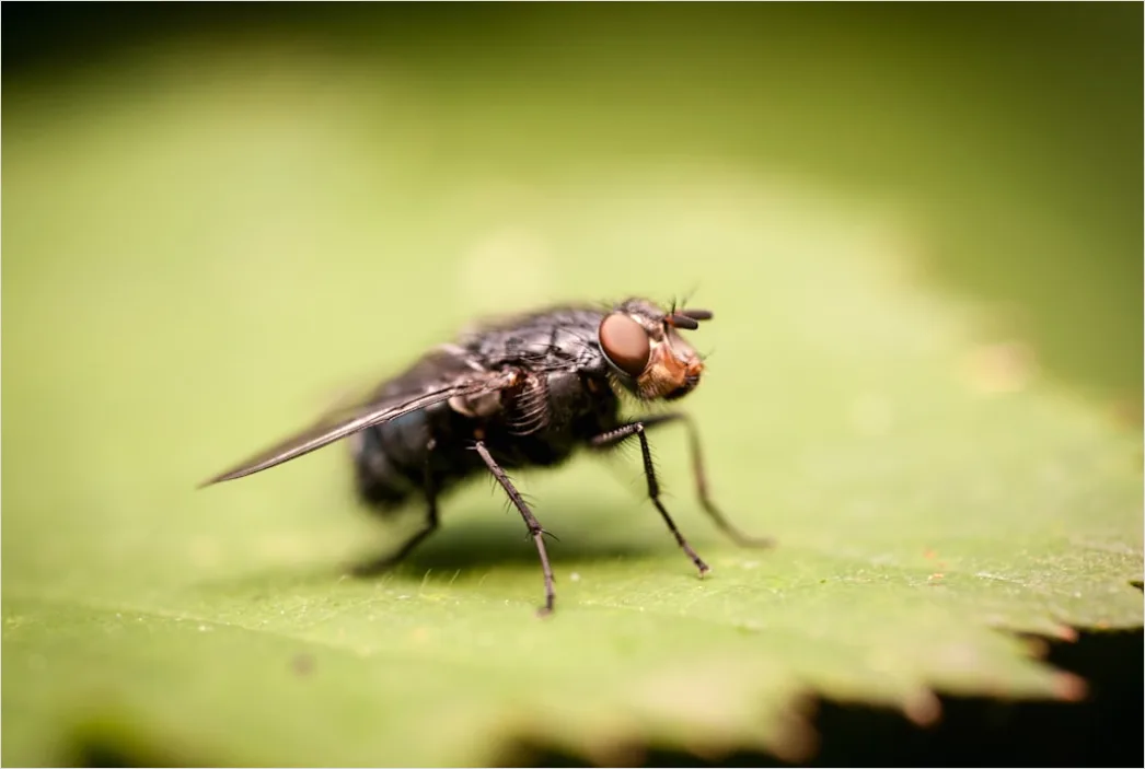 Detail Fly Macro Number 20