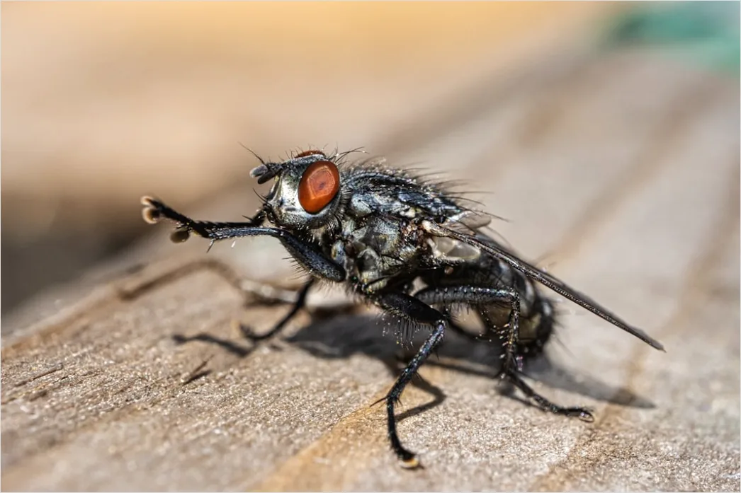 Detail Fly Macro Number 3
