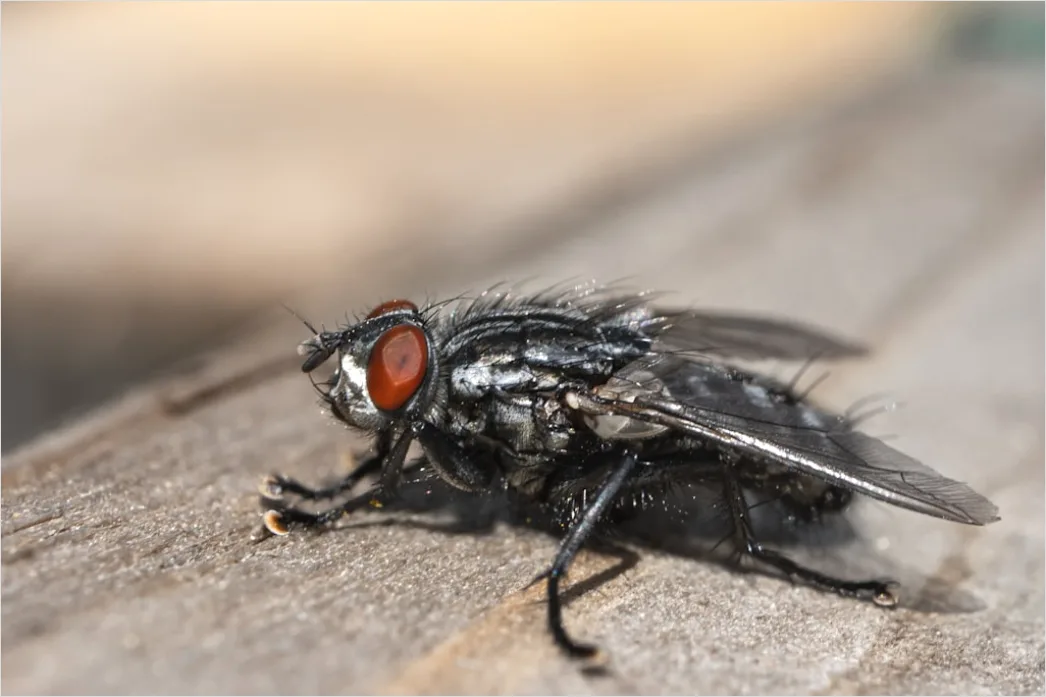 Detail Fly Macro Number 4