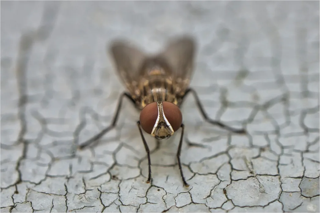 Detail Fly Macro Number 5