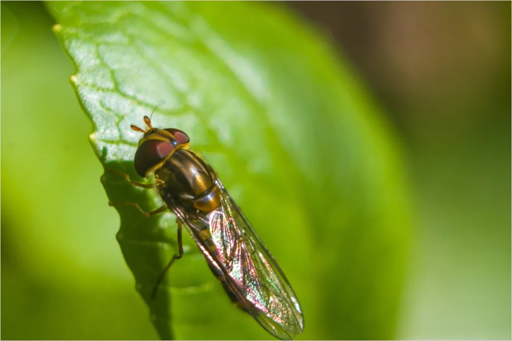 Detail Fly Macro Number 6