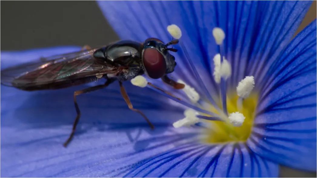 Detail Fly Macro Number 7