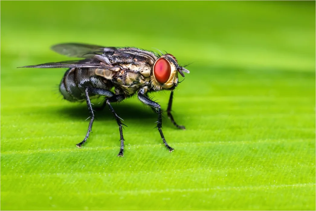 Detail Fly Macro Number 8