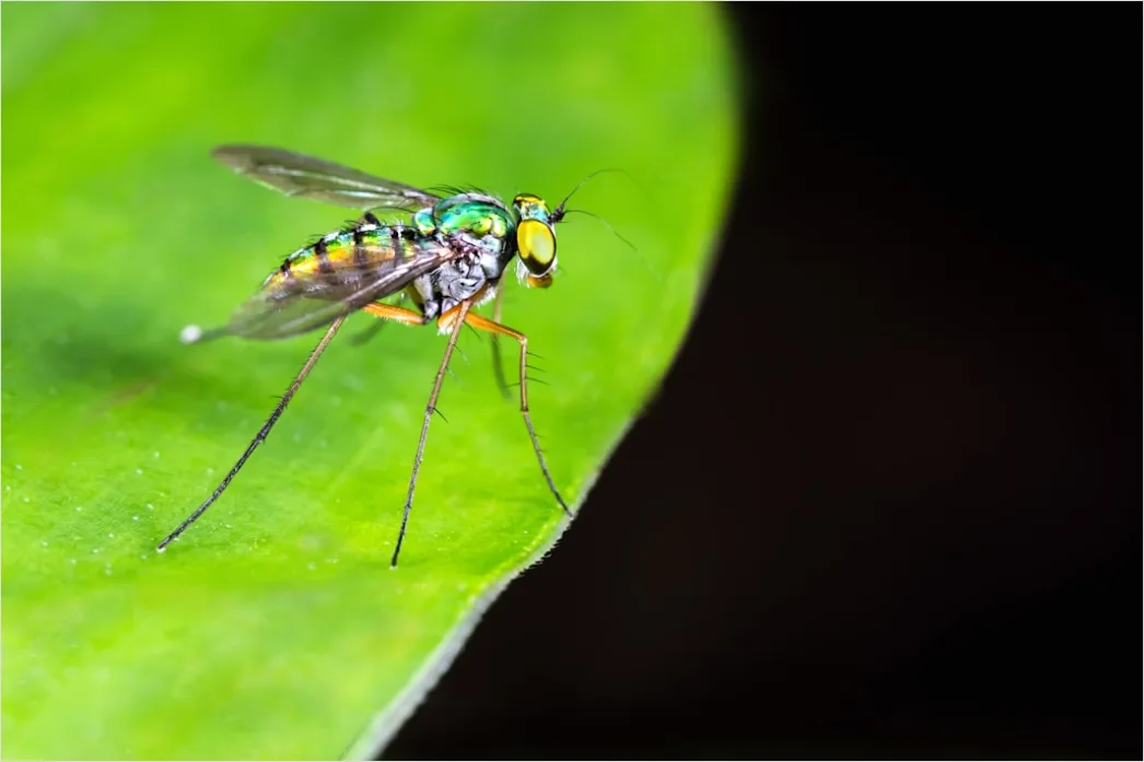Detail Fly Macro Number 9