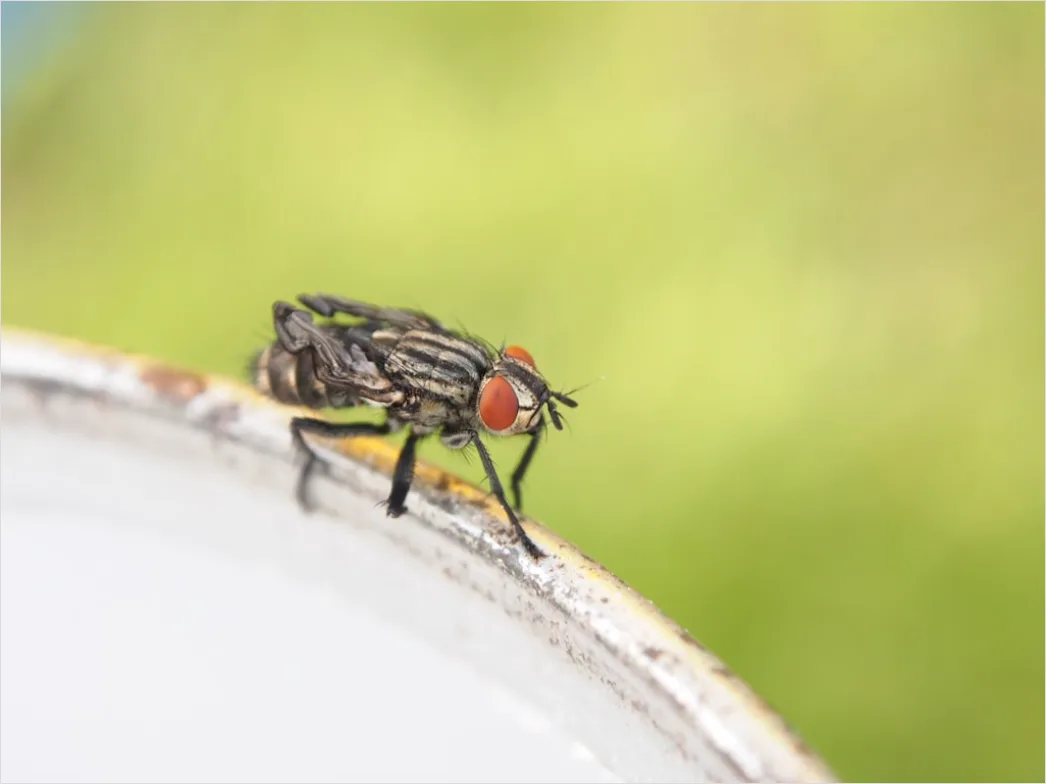 Detail Fly Macro Number 10