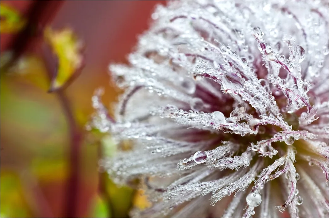 Detail Frost Macro Number 2
