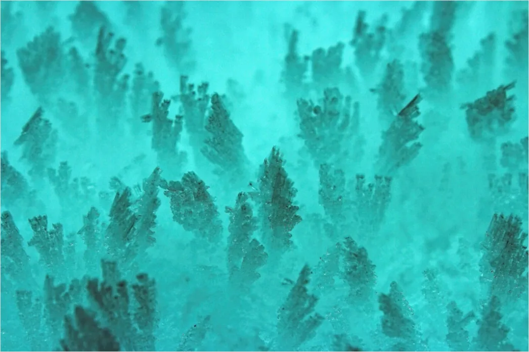 Detail Frost Macro Number 11
