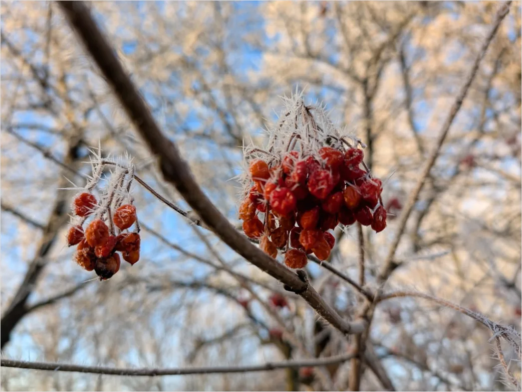 Detail Frost Macro Number 13