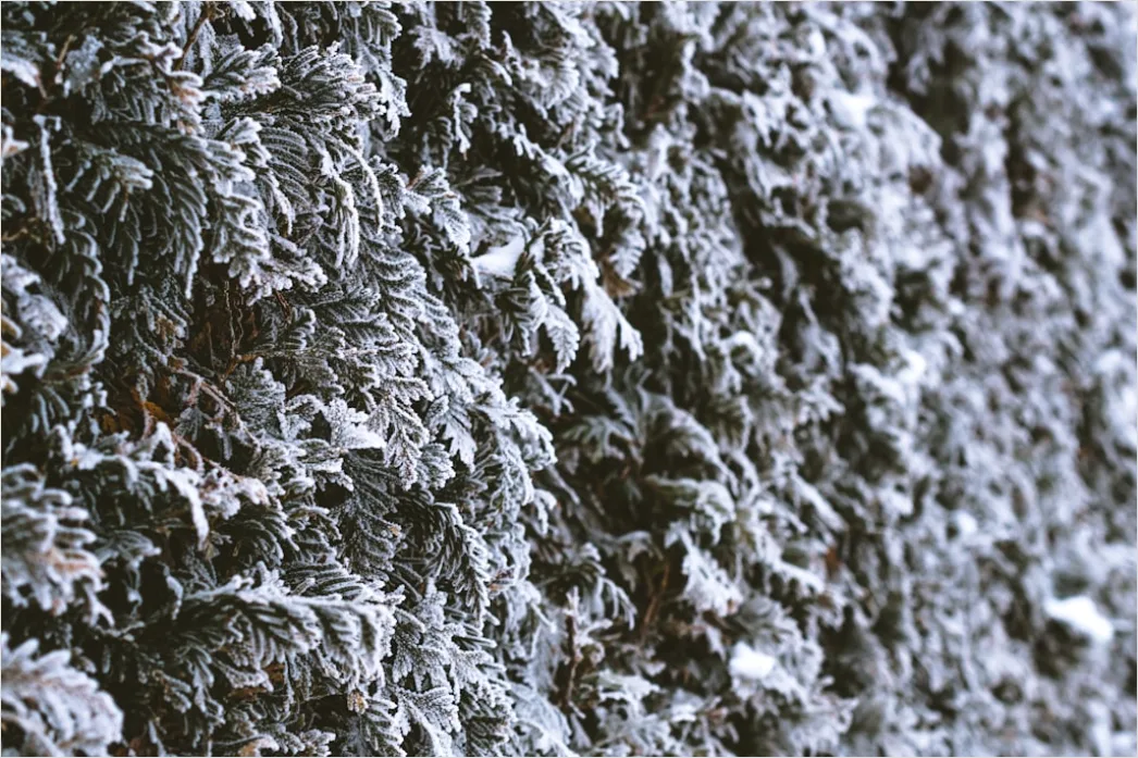 Detail Frost Macro Number 14