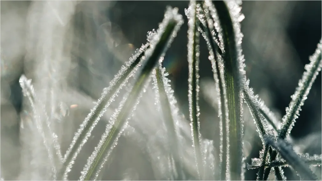 Detail Frost Macro Number 15