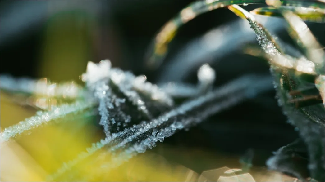 Detail Frost Macro Number 16
