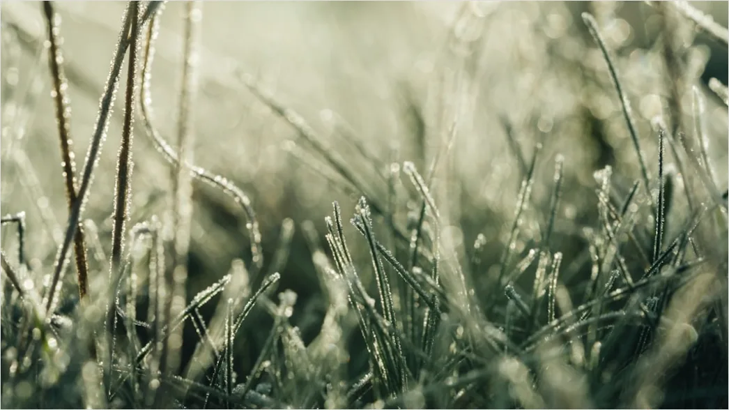Detail Frost Macro Number 17