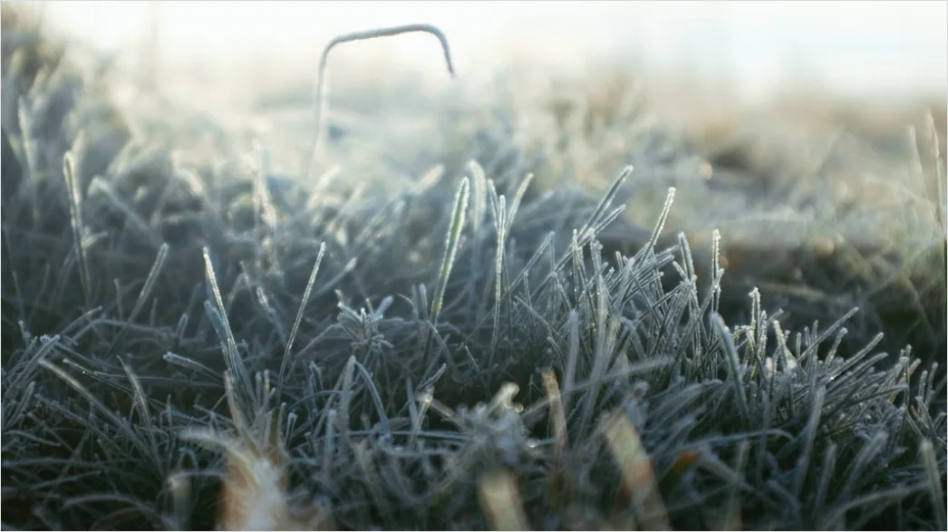 Detail Frost Macro Number 20