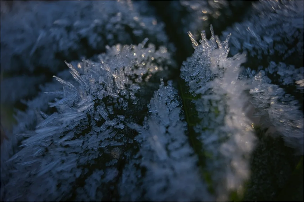 Detail Frost Macro Number 5