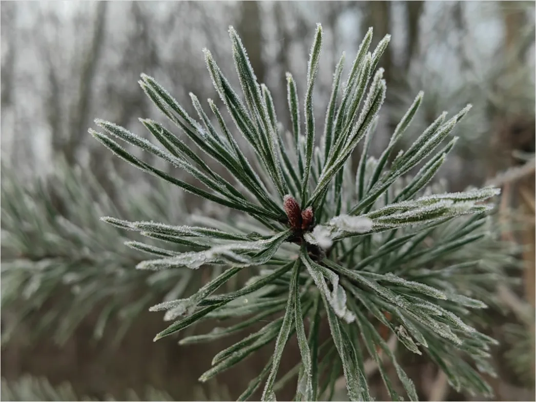 Detail Frost Macro Number 6