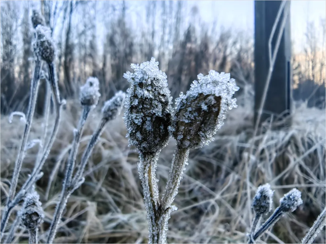 Detail Frost Macro Number 7