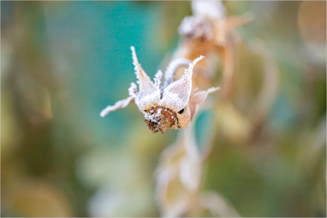 Detail Frost Macro Number 9