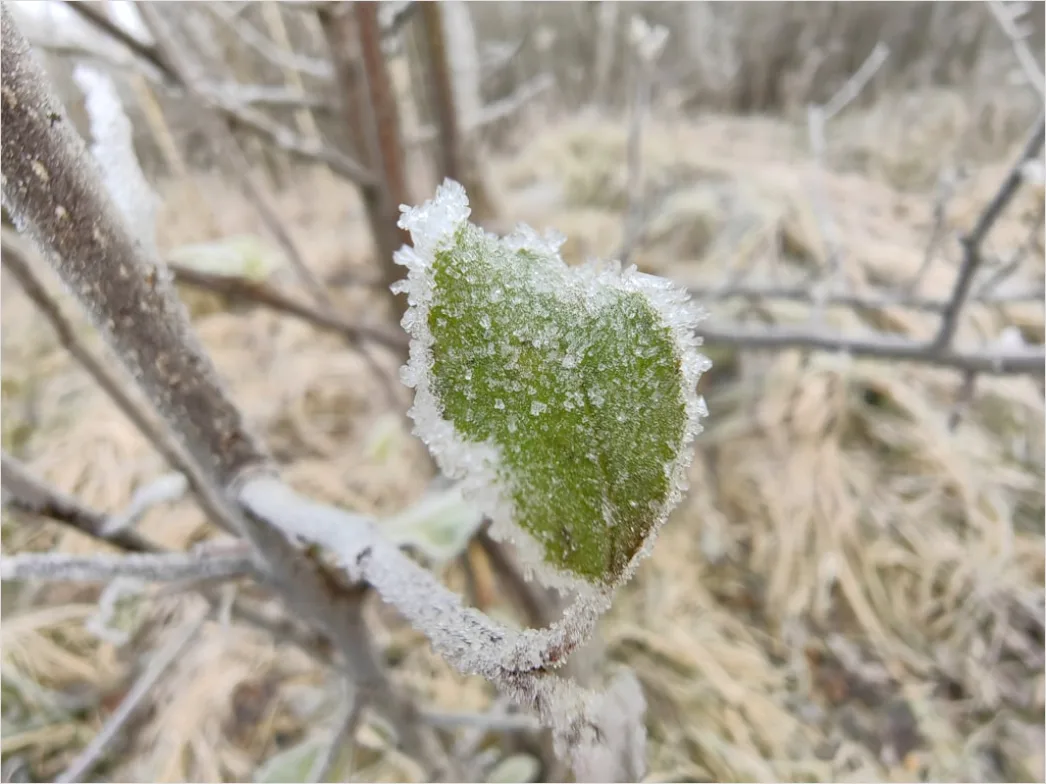 Detail Frost Macro Number 10
