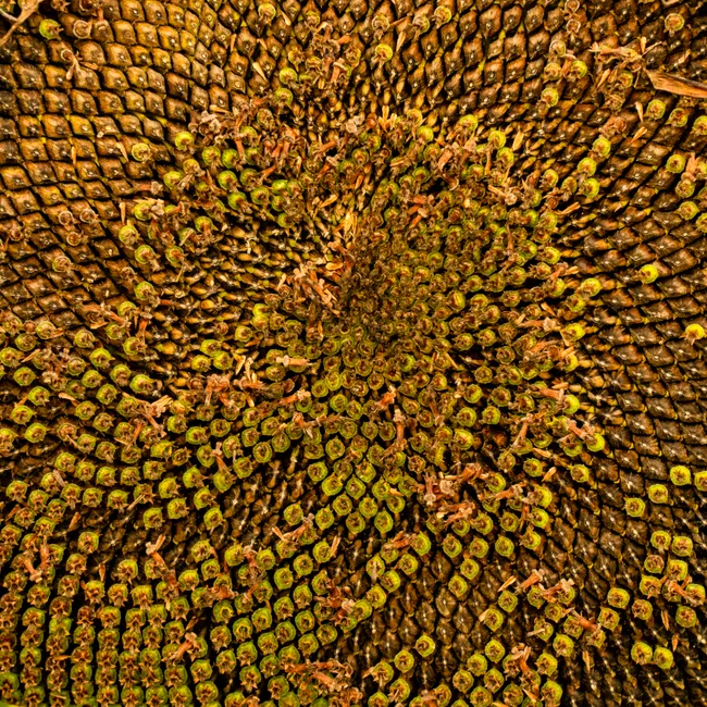 Detail Geometric Pattern Macro Number 17
