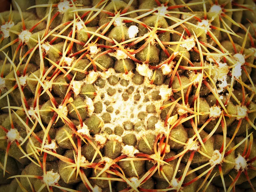 Detail Geometric Pattern Macro Number 19