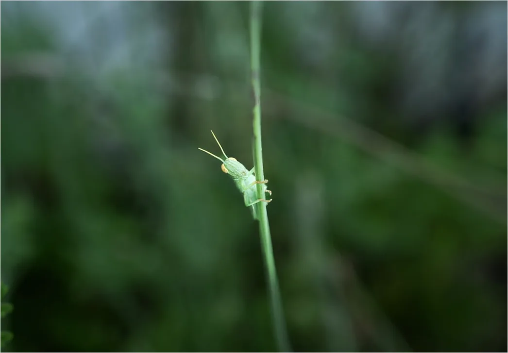 Grasshopper Macro Bd05