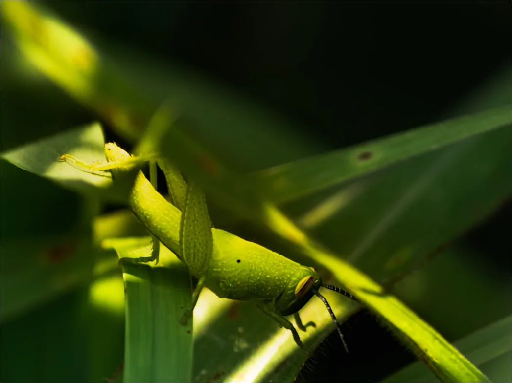 Detail Grasshopper Macro Number 2