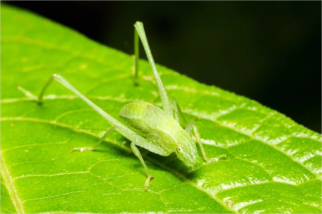 Detail Grasshopper Macro Number 12