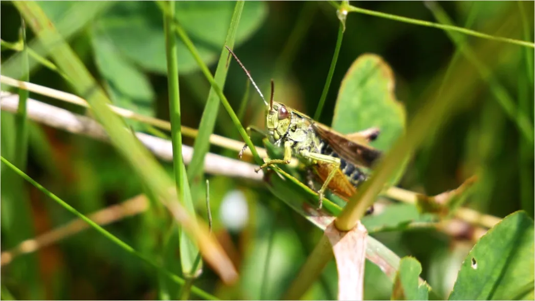 Detail Grasshopper Macro Number 13
