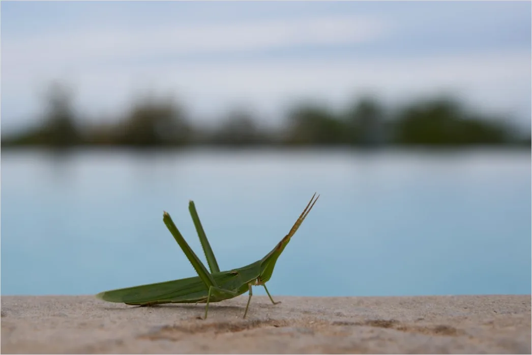 Detail Grasshopper Macro Number 14