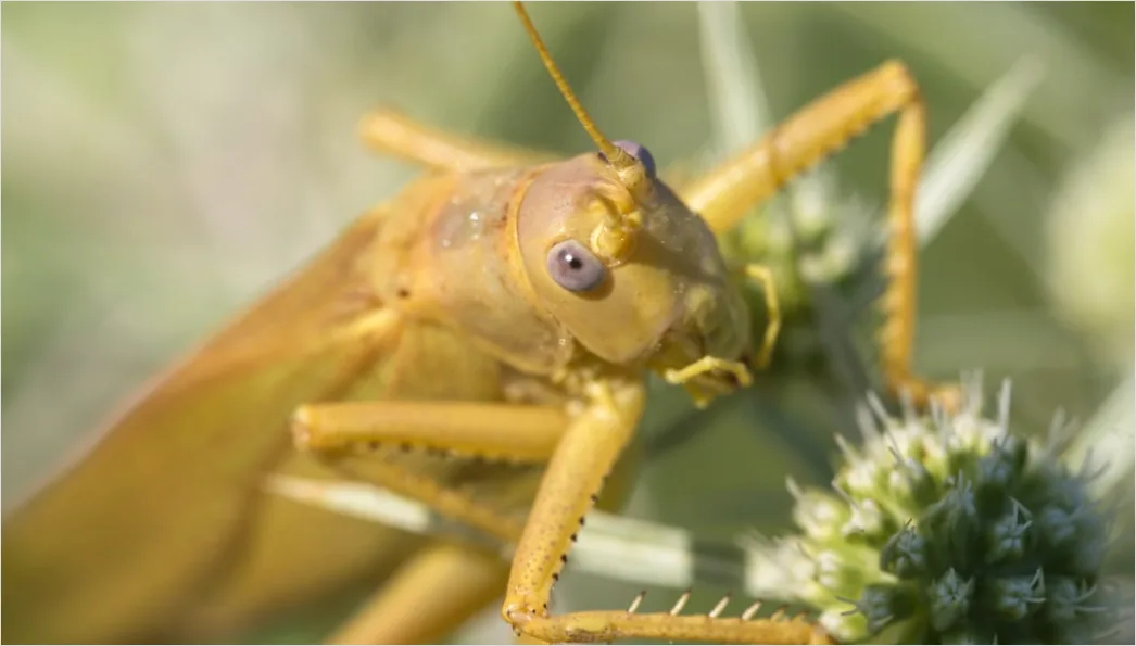 Detail Grasshopper Macro Number 16