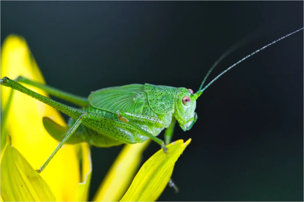 Detail Grasshopper Macro Number 17