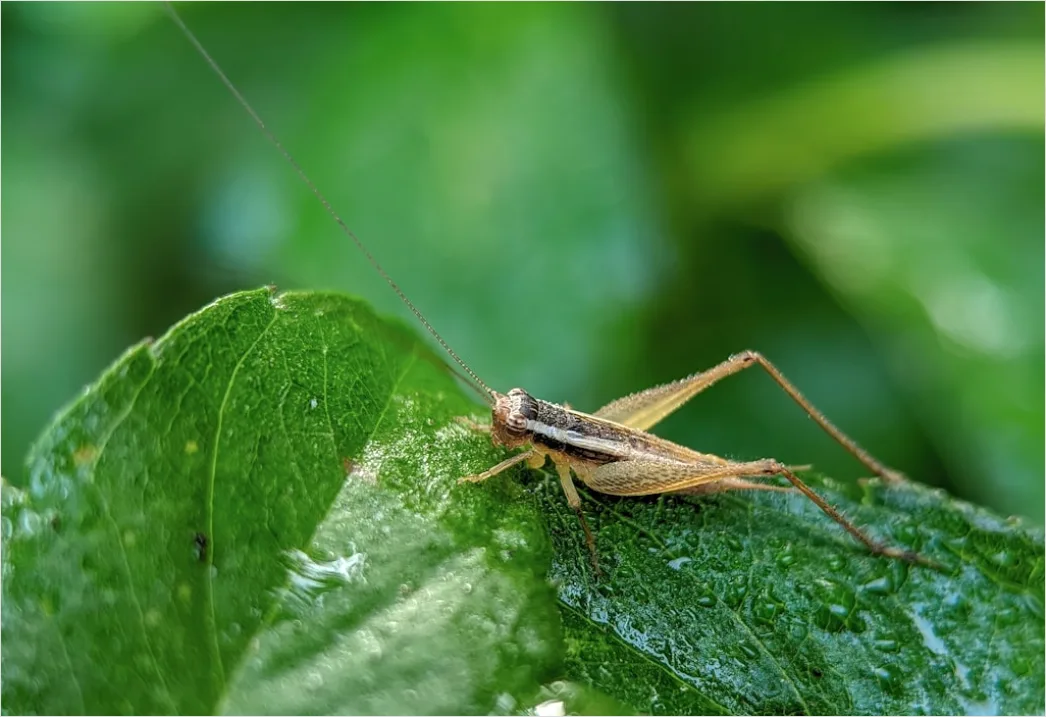 Detail Grasshopper Macro Number 18