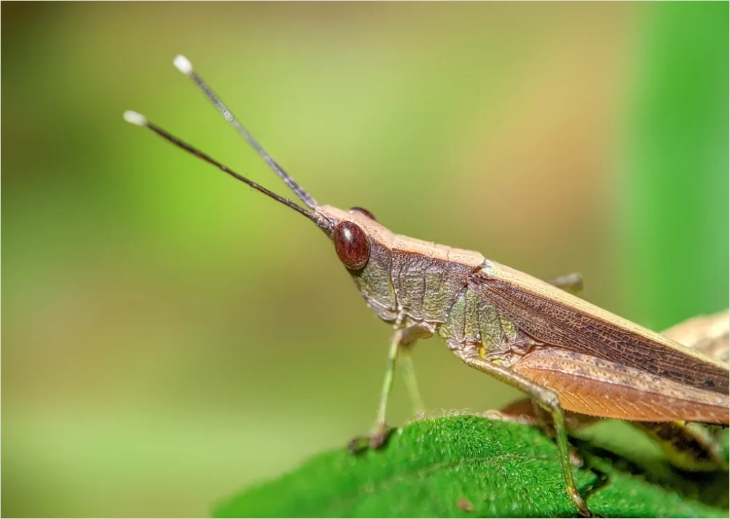 Detail Grasshopper Macro Number 19