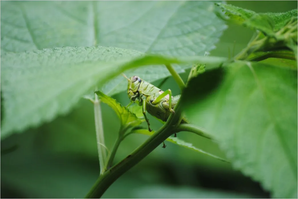 Detail Grasshopper Macro Number 20