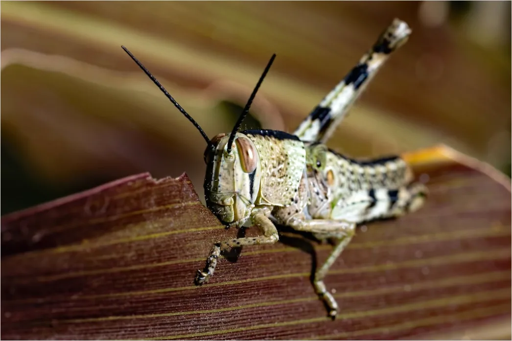 Detail Grasshopper Macro Number 3