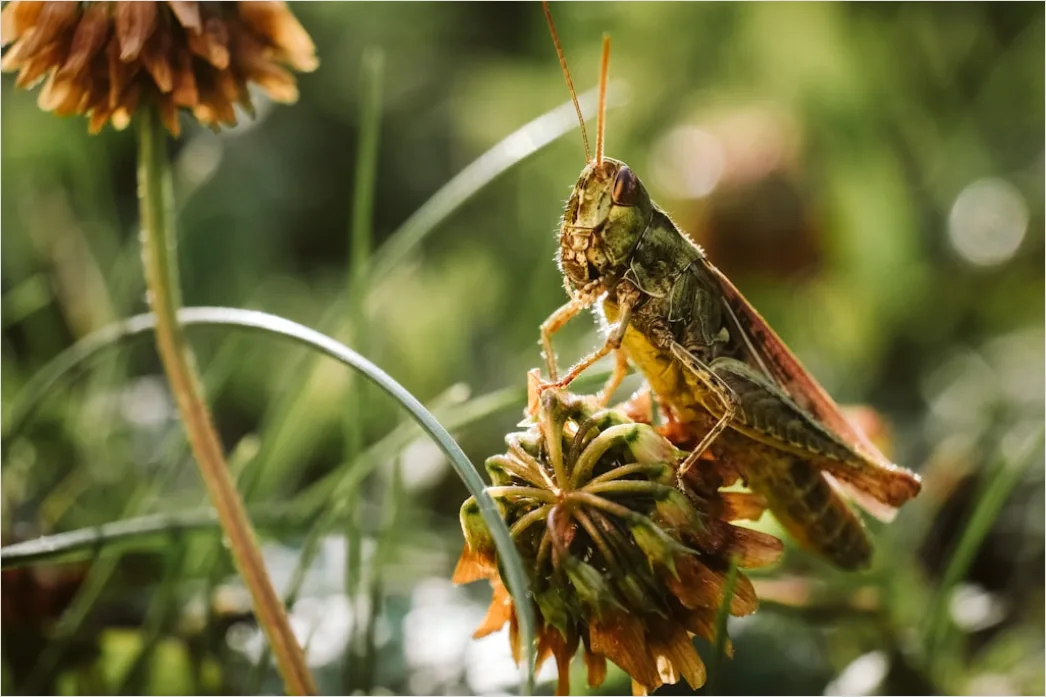 Detail Grasshopper Macro Number 4