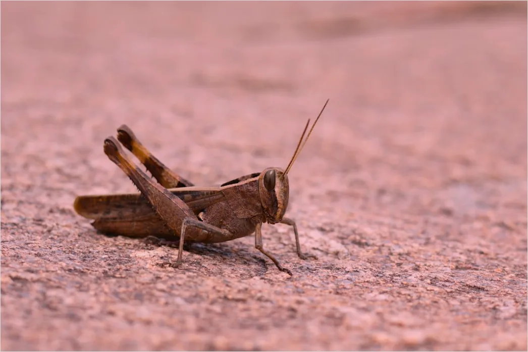 Detail Grasshopper Macro Number 5