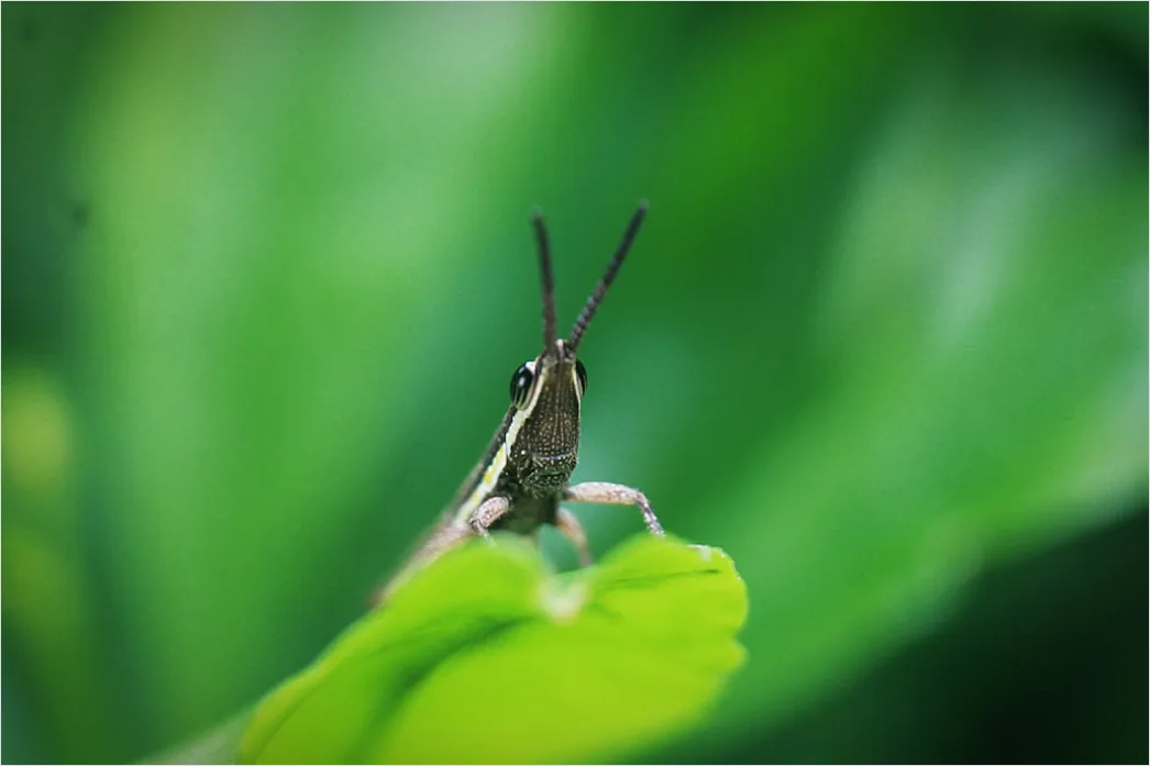 Detail Grasshopper Macro Number 6