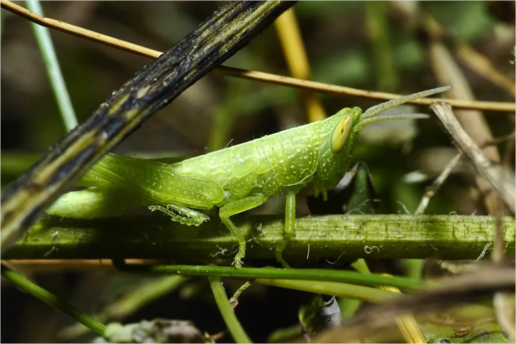 Detail Grasshopper Macro Number 7
