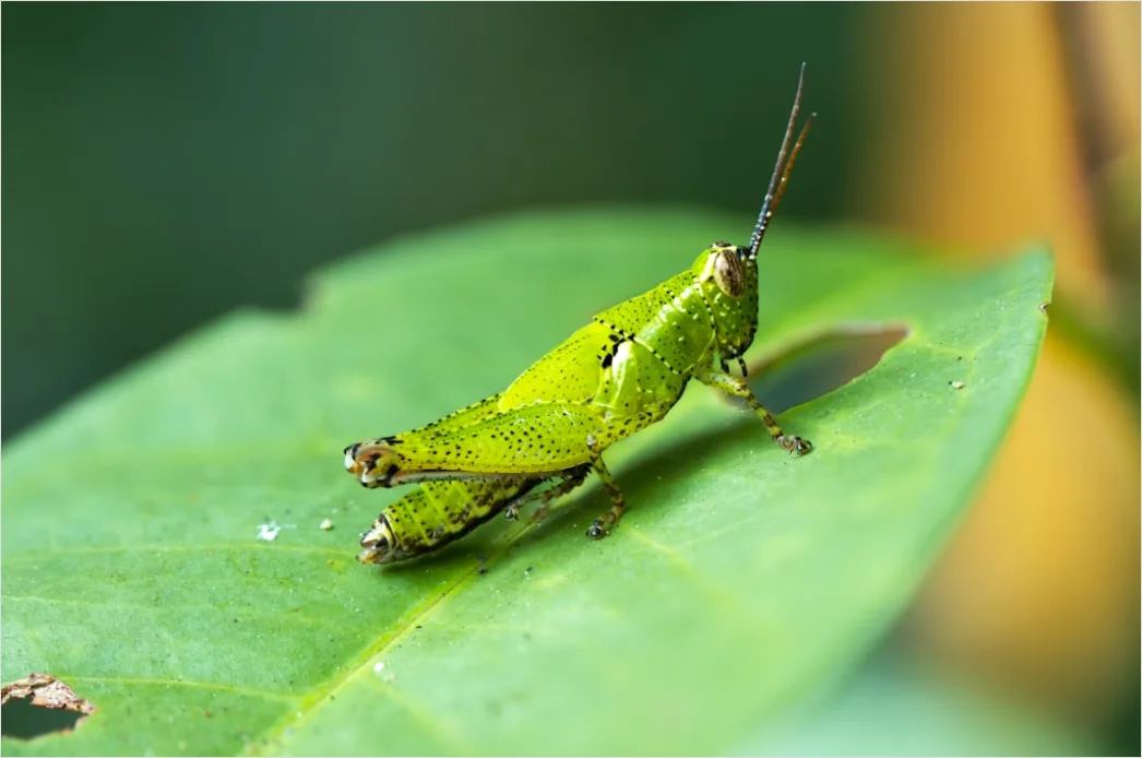 Detail Grasshopper Macro Number 8